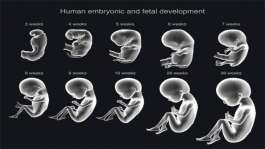 رشد جنین از تشکیل نطفه تا تولد