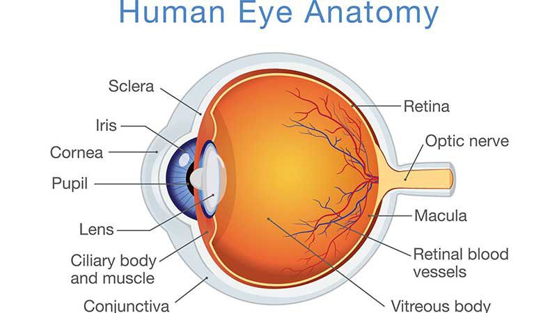 آناتومی چشم انسان